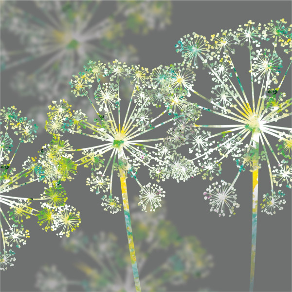 Apiaceae by Fiona Calder