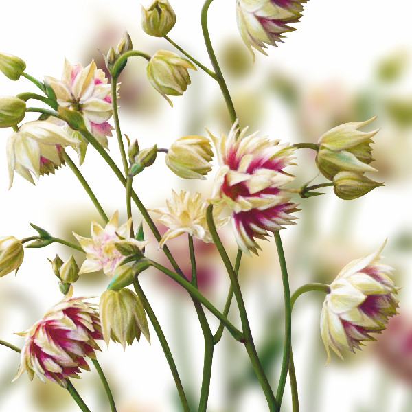 Aquilegia by Fiona Calder